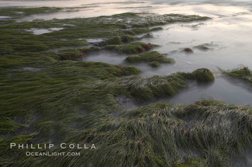 Eel grass awash low tide, at sunset. Torrey Pines State Reserve, San Diego, California, USA, natural history stock photograph, photo id 14741