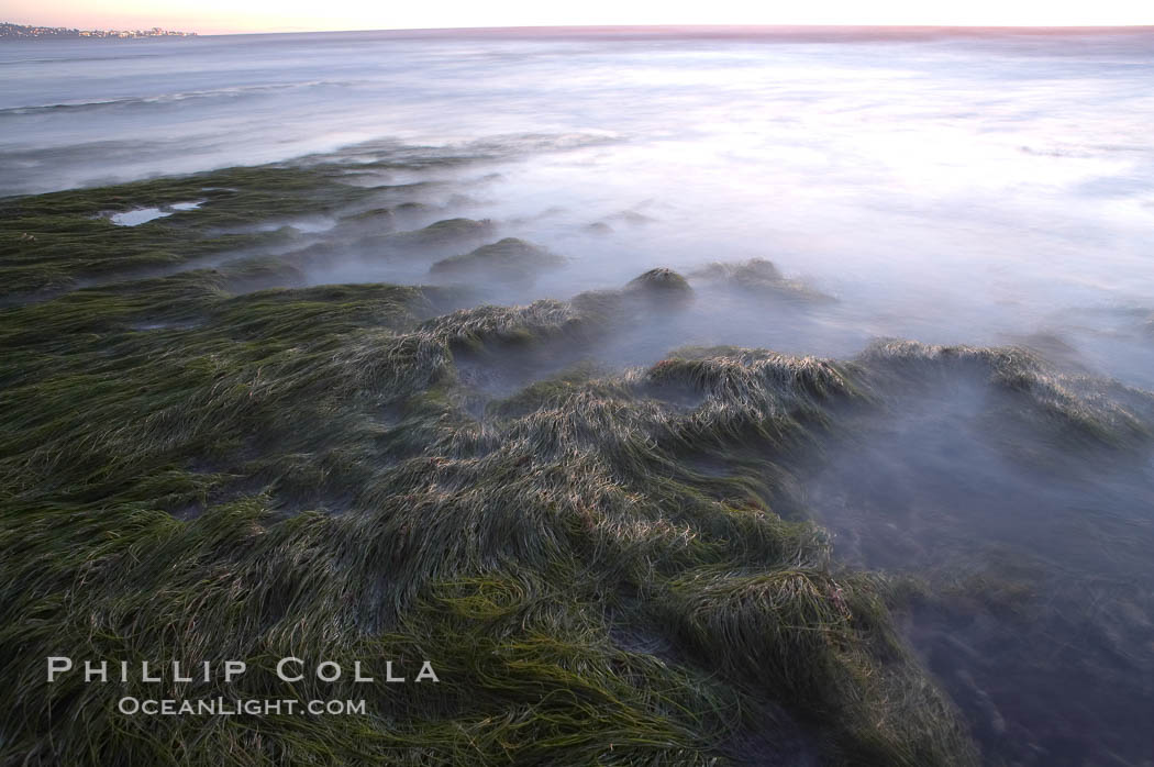 Eel grass awash low tide, at sunset. Torrey Pines State Reserve, San Diego, California, USA, natural history stock photograph, photo id 14745