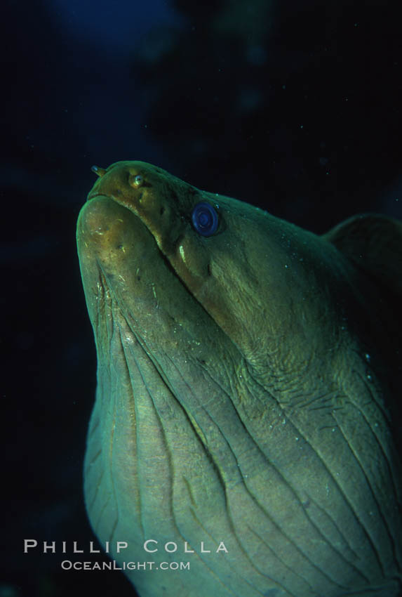 Eel. Roatan, Honduras, natural history stock photograph, photo id 05144