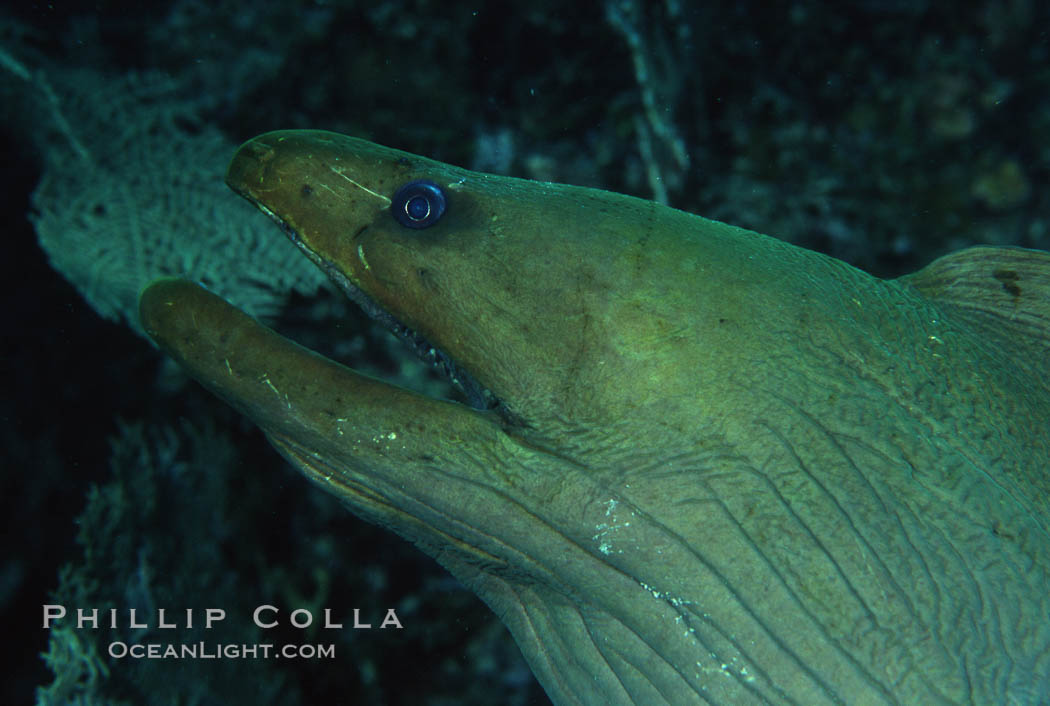 Eel. Roatan, Honduras, natural history stock photograph, photo id 05145