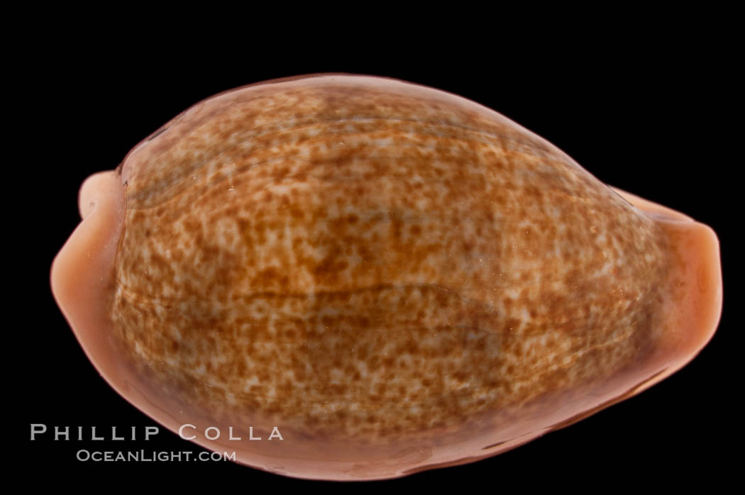 Egg Cowrie., Cypraea ovum, natural history stock photograph, photo id 08235