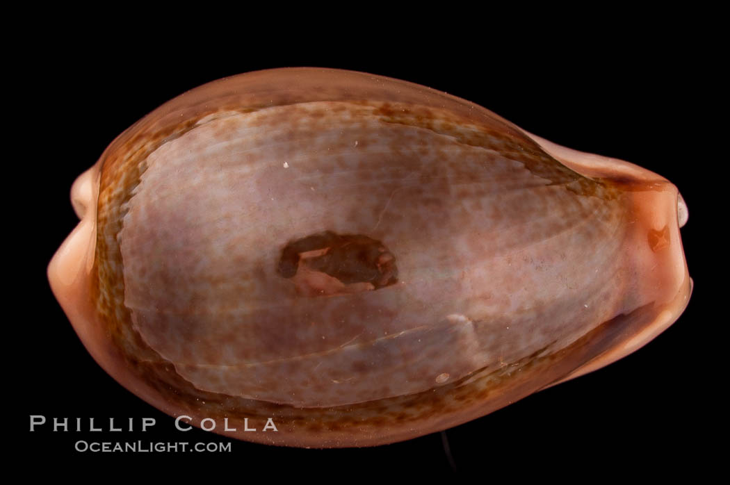 Egg Cowrie., Cypraea ovum, natural history stock photograph, photo id 08177