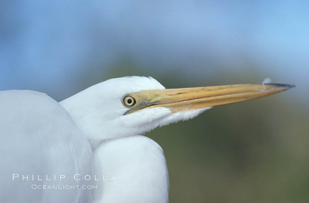 Egret. Homosassa River, Florida, USA, natural history stock photograph, photo id 05842