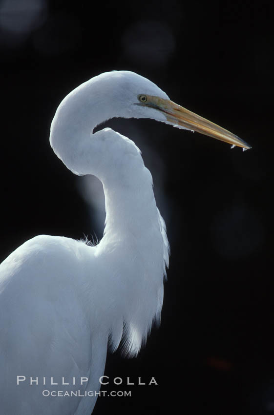 Egret. Homosassa River, Florida, USA, natural history stock photograph, photo id 05840