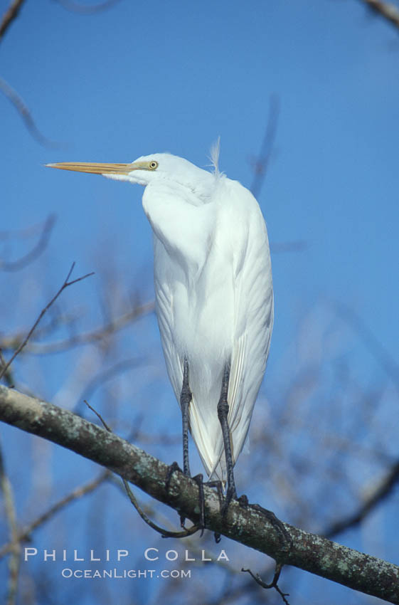 Egret. Homosassa River, Florida, USA, natural history stock photograph, photo id 05841
