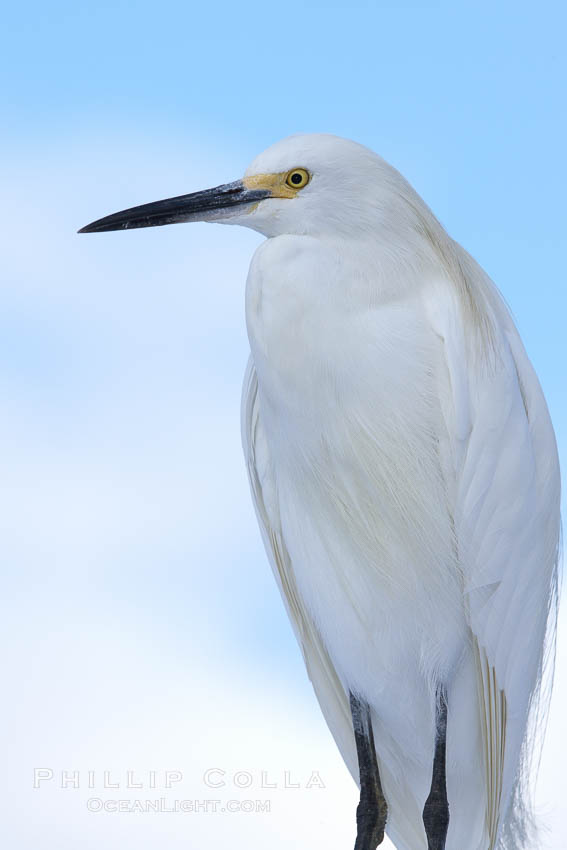 Snowy egret. San Diego, California, USA, Egretta thula, natural history stock photograph, photo id 21366