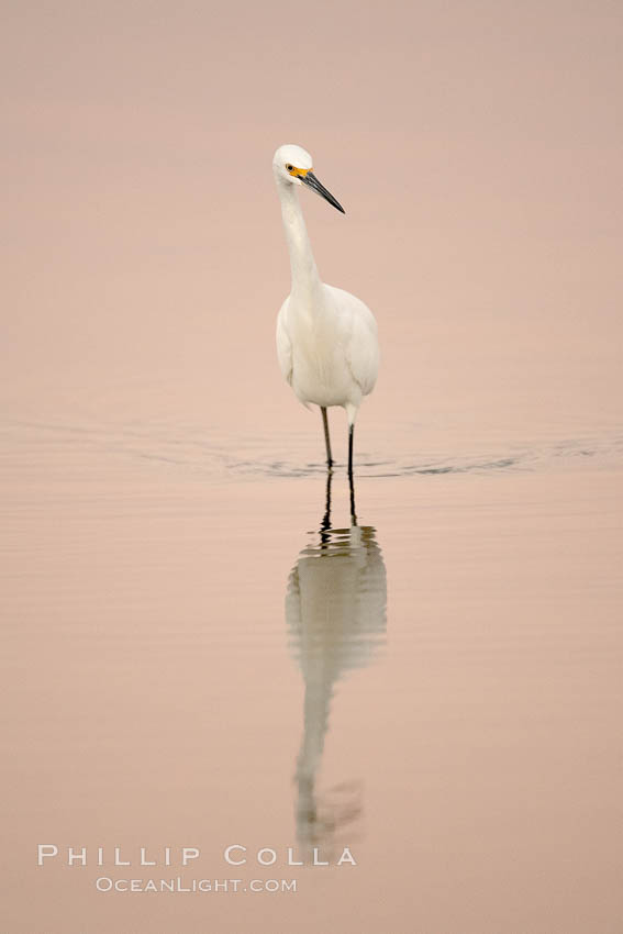 Snowy egret wading, foraging for small fish in shallow water. San Diego Bay National Wildlife Refuge, California, USA, Egretta thula, natural history stock photograph, photo id 17456