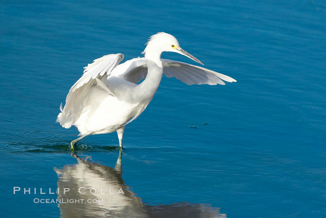 Snowy egret. Bolsa Chica State Ecological Reserve, Huntington Beach, California, USA, Egretta thula, natural history stock photograph, photo id 19904