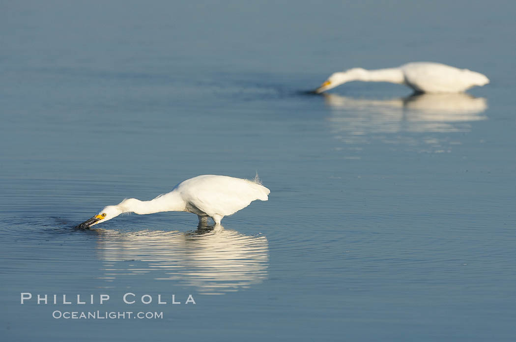 Snowy egret wading, foraging for small fish in shallow water. San Diego Bay National Wildlife Refuge, California, USA, Egretta thula, natural history stock photograph, photo id 17459