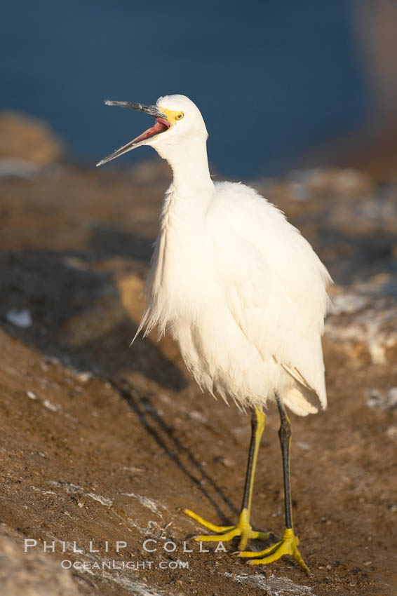 Snowy egret.  The snowy egret can be found in marshes, swamps, shorelines, mudflats and ponds.  The snowy egret eats shrimp, minnows and other small fish,  crustaceans and frogs.  It is found on all coasts of North America and, in winter, into South America. La Jolla, California, USA, Egretta thula, natural history stock photograph, photo id 15297