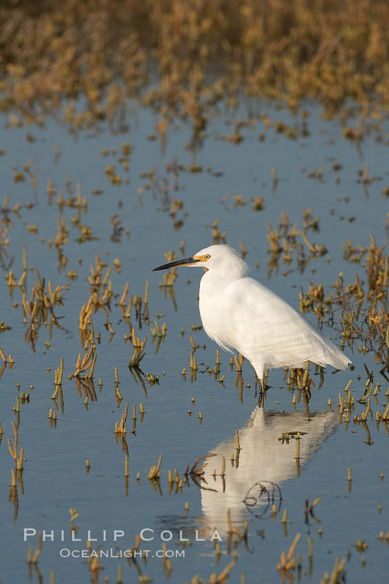 Snowy egret wading, foraging for small fish in shallow water. San Diego Bay National Wildlife Refuge, California, USA, Egretta thula, natural history stock photograph, photo id 17453