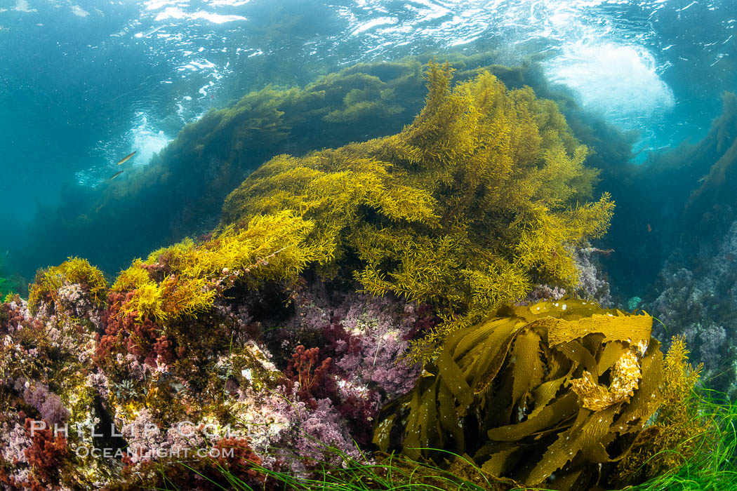 Various algae species sway with passing waves, including Stephanocystis dioica and Southern Sea Palm (Eisenia arborea), Stephanocystis dioica, San Clemente Island