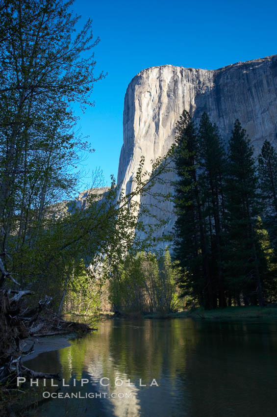 El Capitan sunrise over the Merced River. Yosemite National Park, California, USA, natural history stock photograph, photo id 12661