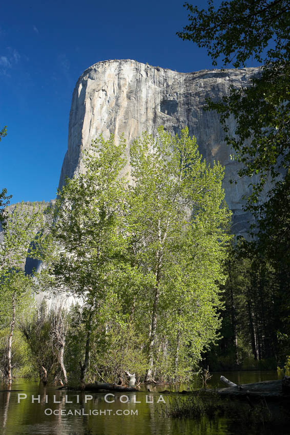 El Capitan rises above the Merced River, Yosemite Valley. Yosemite National Park, California, USA, natural history stock photograph, photo id 16102