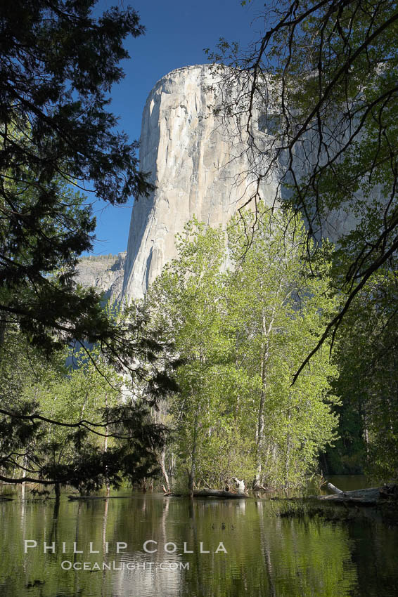 El Capitan rises above the Merced River, Yosemite Valley. Yosemite National Park, California, USA, natural history stock photograph, photo id 16104