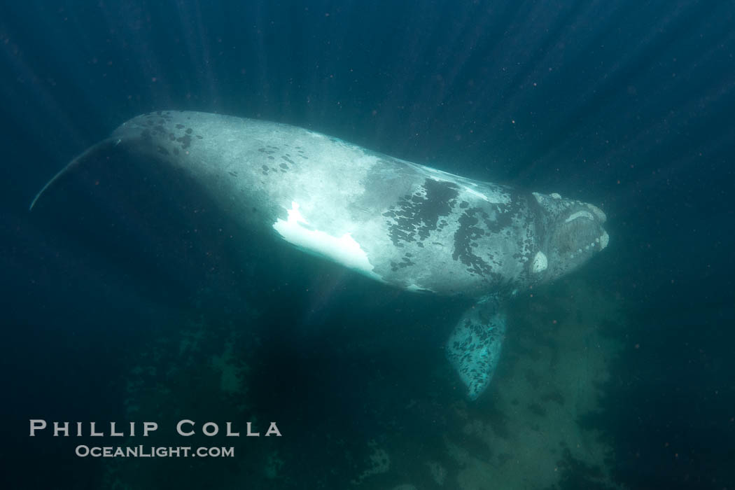 El Copulador, a well known male southern right whale in Argentina. El Copulador, "The Copulator", is a serious player in the southern right whale mating game.  He was a white calf and, while most white calves darked to near-black as they age, El Copulador has retained a distinctly light coloration.  He is often seen in mating and courtship groups and has likely successfully mated with many females over the years. Puerto Piramides, Chubut, Eubalaena australis, natural history stock photograph, photo id 38437