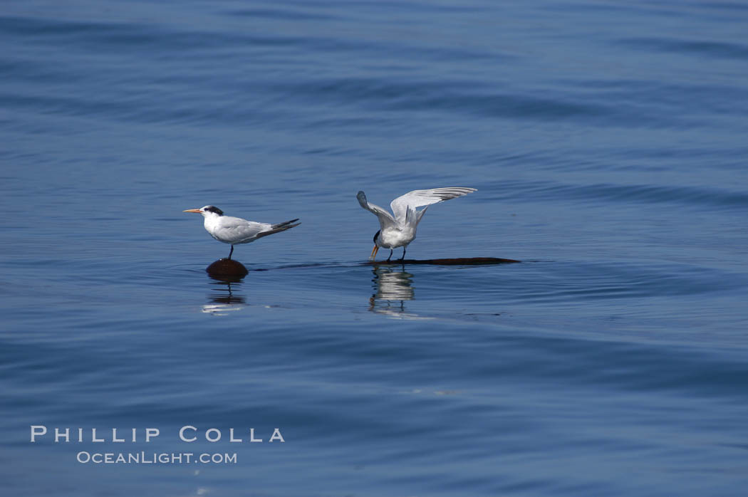 Elegant terns on a piece of elkhorn kelp.  Drifting patches or pieces of kelp provide valuable rest places for birds, especially those that are unable to land and take off from the ocean surface.  Open ocean near San Diego. California, USA, Pelagophycus porra, Sterna elegans, natural history stock photograph, photo id 07510