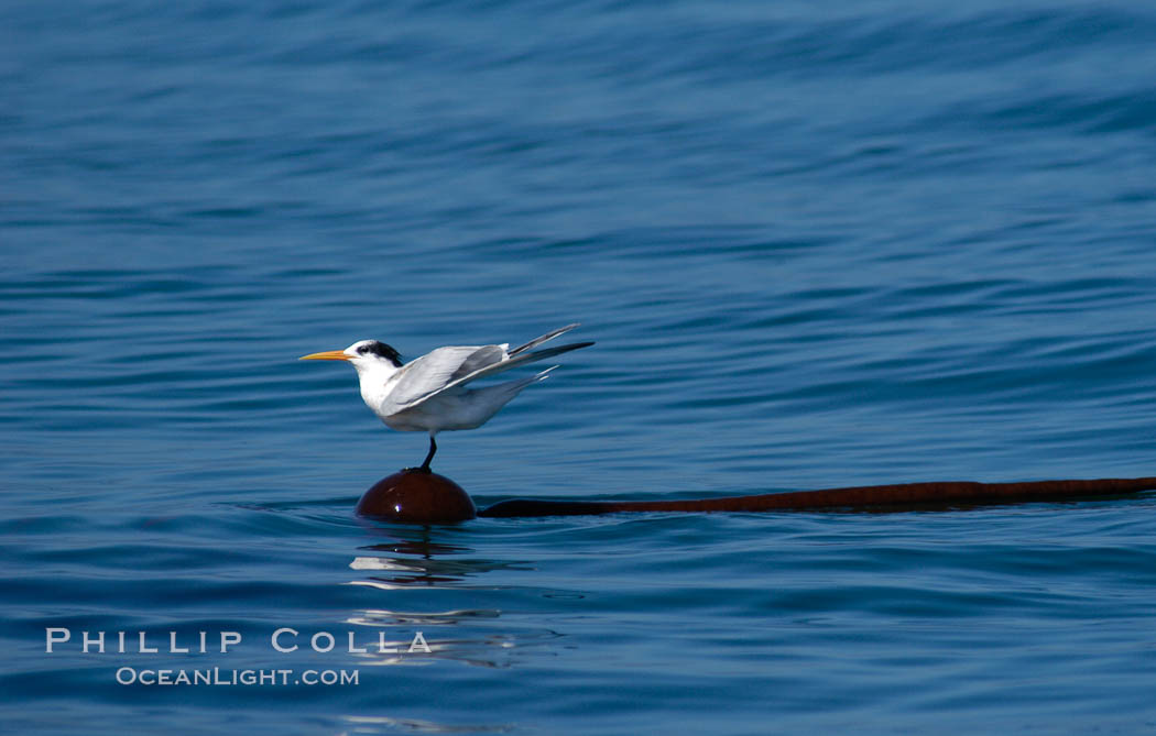 Elegant terns a on piece of elkhorn kelp.  Drifting patches or pieces of kelp provide valuable rest places for birds, especially those that are unable to land and take off from the ocean surface.  Open ocean near San Diego. California, USA, Pelagophycus porra, Sterna elegans, natural history stock photograph, photo id 07626