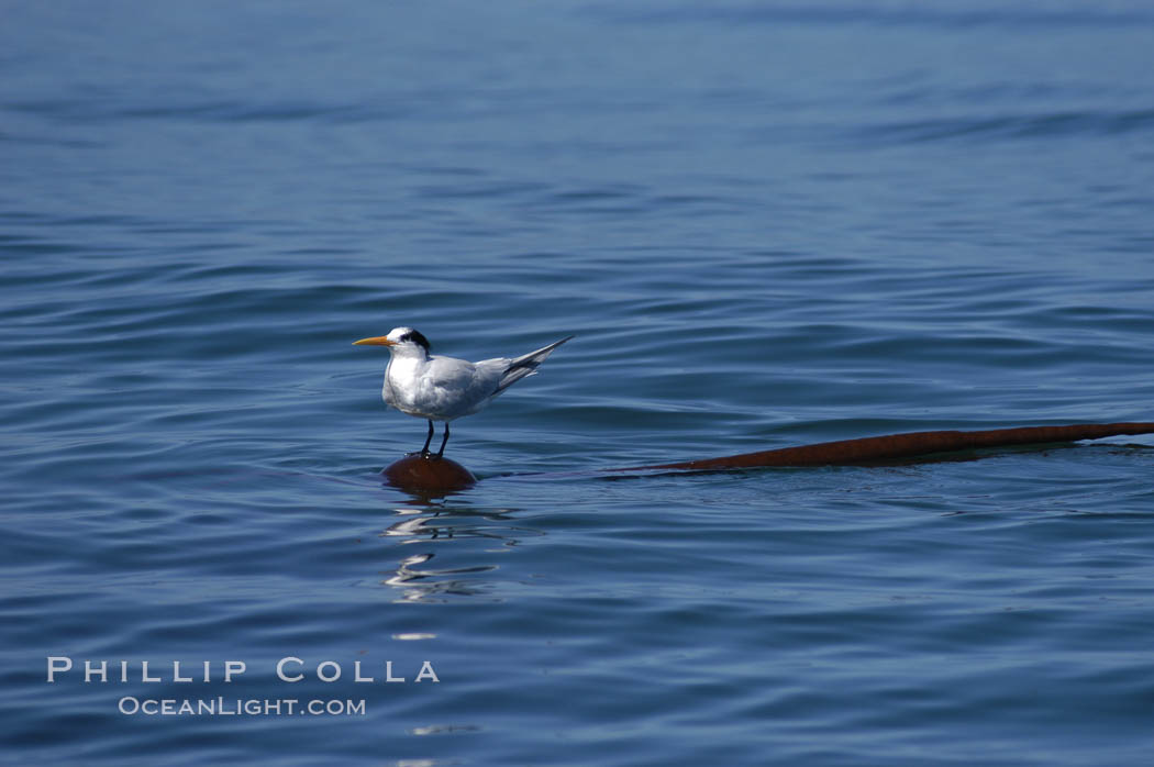 Elegant tern on a piece of elkhorn kelp.  Drifting patches or pieces of kelp provide valuable rest places for birds, especially those that are unable to land and take off from the ocean surface.  Open ocean near San Diego. California, USA, Pelagophycus porra, Sterna elegans, natural history stock photograph, photo id 07512