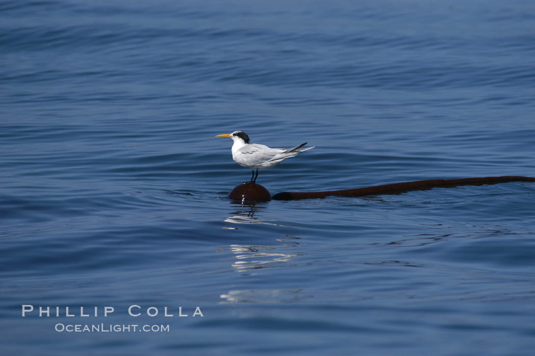 Elegant tern on a piece of elkhorn kelp.  Drifting patches or pieces of kelp provide valuable rest places for birds, especially those that are unable to land and take off from the ocean surface.  Open ocean near San Diego. California, USA, Pelagophycus porra, Sterna elegans, natural history stock photograph, photo id 07511