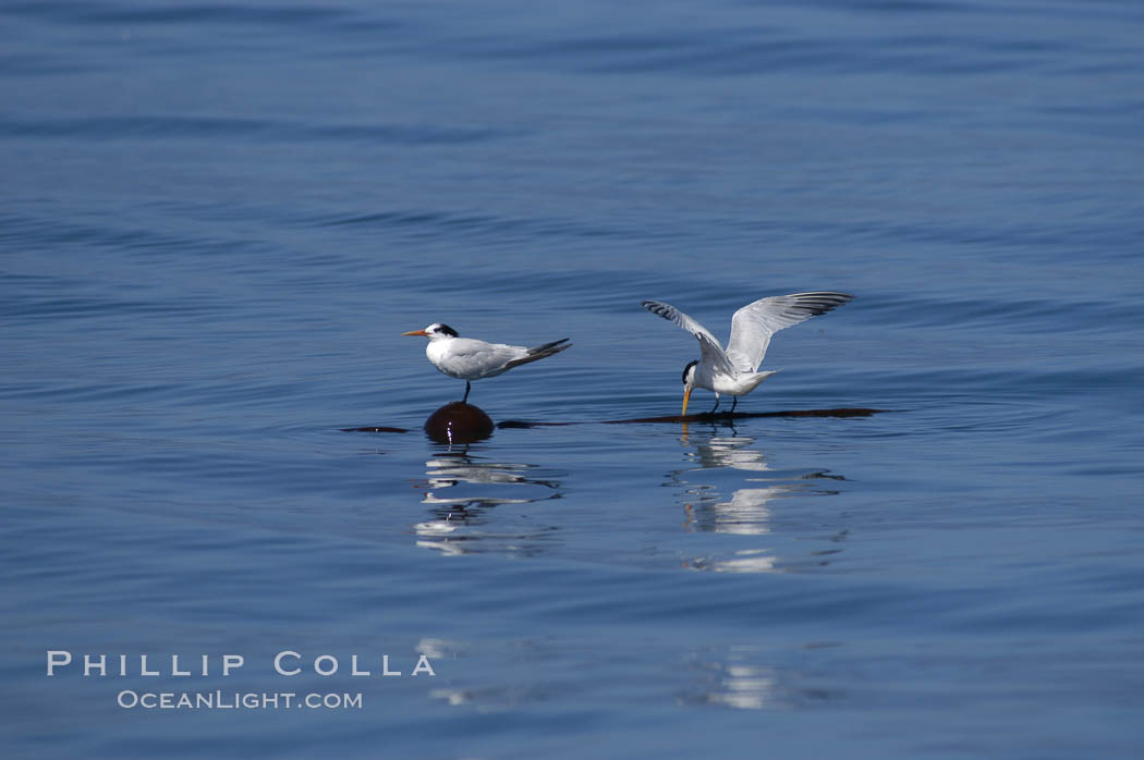 Elegant terns on a piece of elkhorn kelp.  Drifting patches or pieces of kelp provide valuable rest places for birds, especially those that are unable to land and take off from the ocean surface.  Open ocean near San Diego. California, USA, Pelagophycus porra, Sterna elegans, natural history stock photograph, photo id 07509