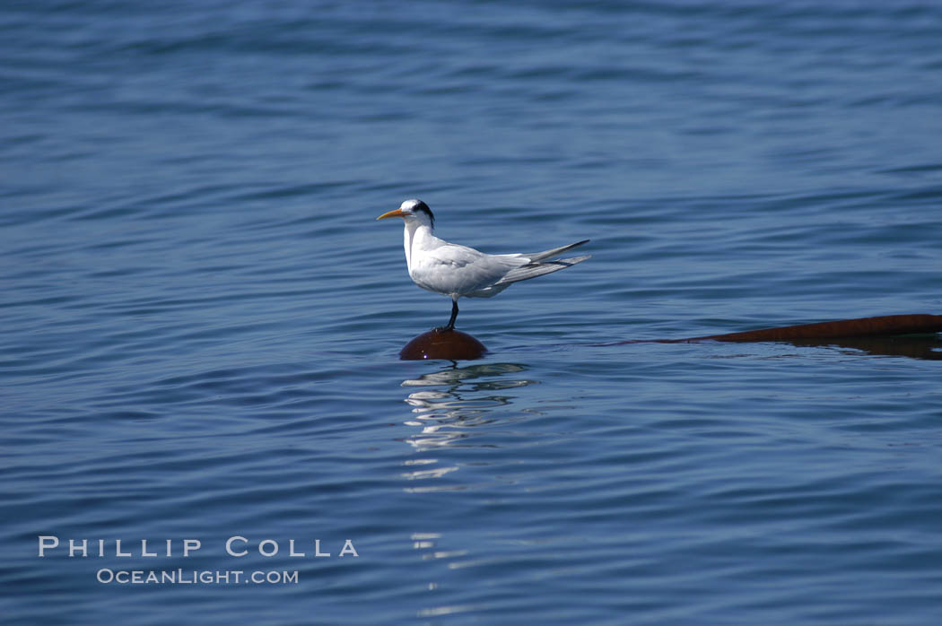 Elegant tern on a piece of elkhorn kelp.  Drifting patches or pieces of kelp provide valuable rest places for birds, especially those that are unable to land and take off from the ocean surface.  Open ocean near San Diego. California, USA, Pelagophycus porra, Sterna elegans, natural history stock photograph, photo id 07513