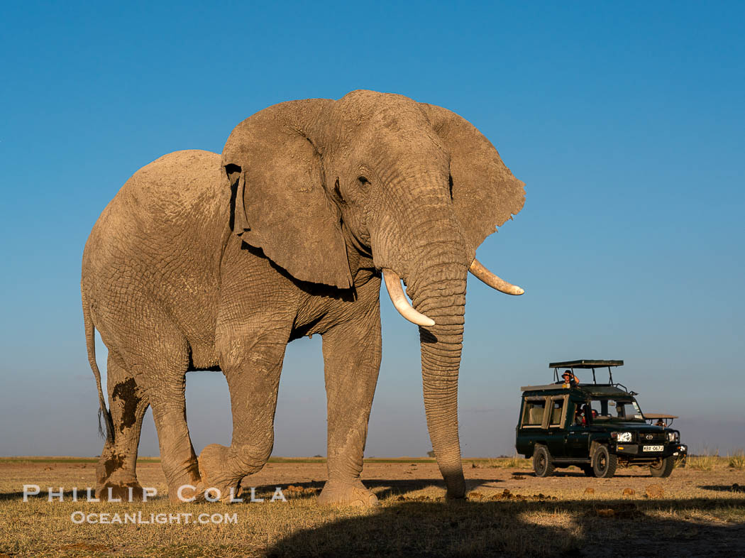 Elephant and Safari Vehicle, Amboseli National Park. Kenya, Loxodonta africana, natural history stock photograph, photo id 39742