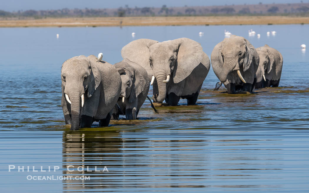 Elephant herd crossing Lake Kioko, Amboseli National Park. Kenya, Loxodonta africana, natural history stock photograph, photo id 39574