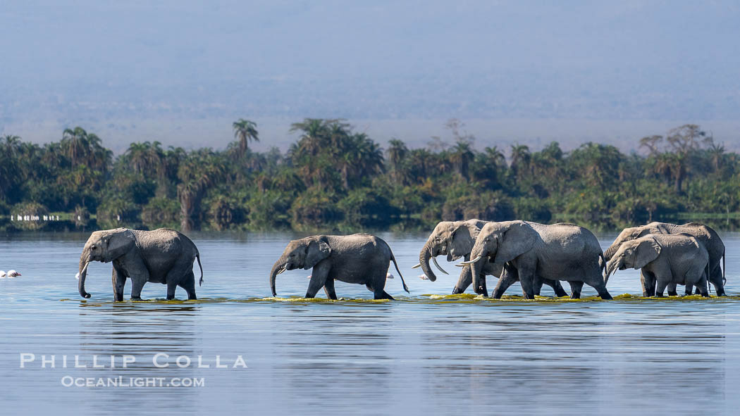 Elephant herd crossing Lake Kioko, Amboseli National Park. Kenya, Loxodonta africana, natural history stock photograph, photo id 39572