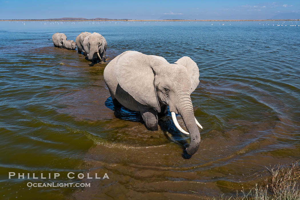 Elephant herd crossing Lake Kioko, Amboseli National Park. Kenya, Loxodonta africana, natural history stock photograph, photo id 39575