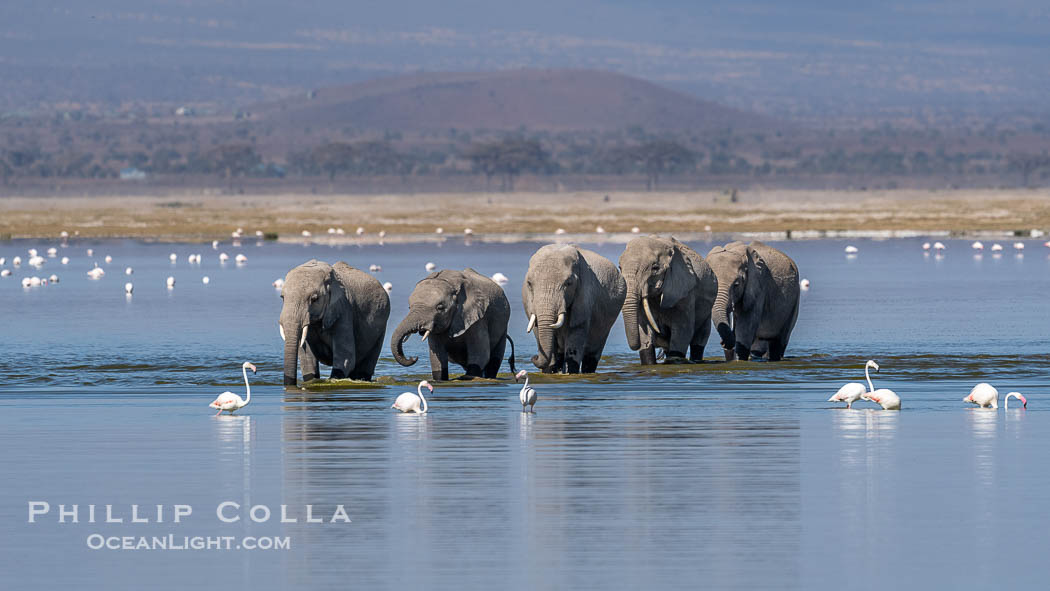 Elephant herd crossing Lake Kioko, Amboseli National Park. Kenya, Loxodonta africana, natural history stock photograph, photo id 39573