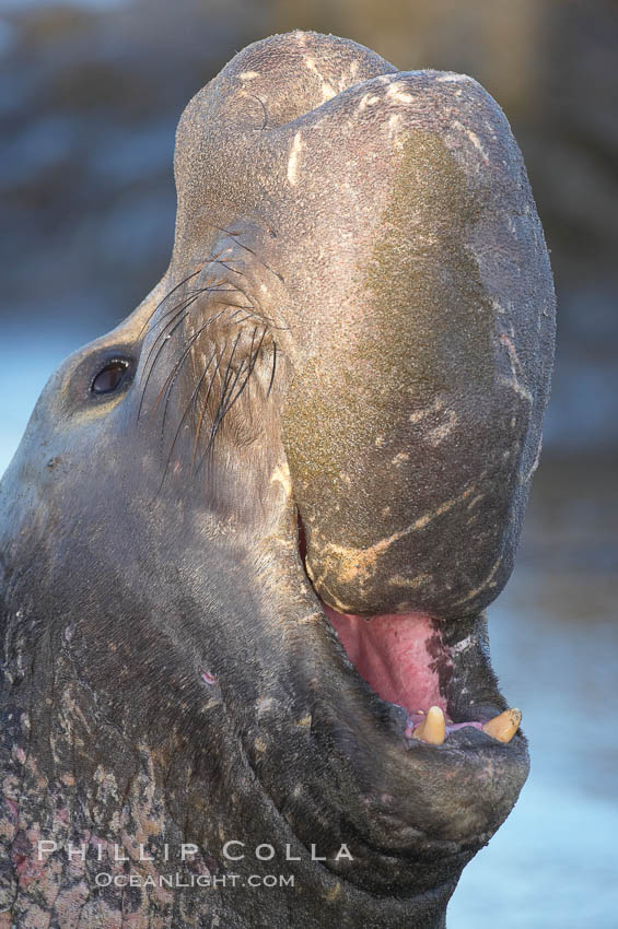Bull elephant seal, adult male, bellowing. Its huge proboscis is characteristic of male elephant seals. Scarring from combat with other males.  Central California. Piedras Blancas, San Simeon, USA, Mirounga angustirostris, natural history stock photograph, photo id 15454