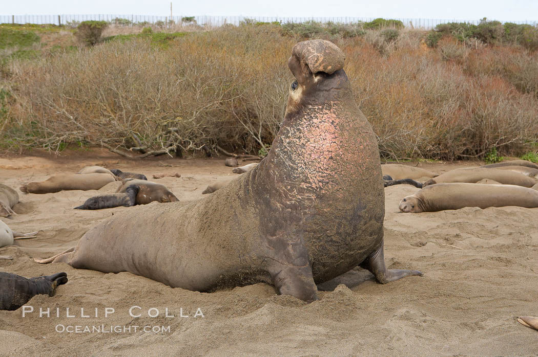 Male elephant seal rears up on its foreflippers and bellows to intimidate other males and to survey its beach territory.  Winter, Central California. Piedras Blancas, San Simeon, USA, Mirounga angustirostris, natural history stock photograph, photo id 15490