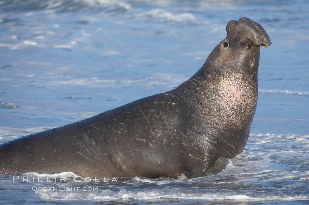 Male elephant seal rears up on its foreflippers and bellows to intimidate other males and to survey its beach territory.  Winter, Central California. Piedras Blancas, San Simeon, USA, Mirounga angustirostris, natural history stock photograph, photo id 15498