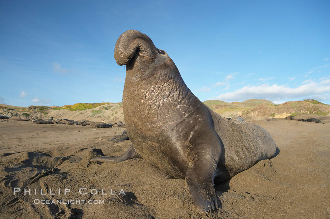 Male elephant seal rears up on its foreflippers and bellows to intimidate other males and to survey its beach territory.  Winter, Central California. Piedras Blancas, San Simeon, USA, Mirounga angustirostris, natural history stock photograph, photo id 15522