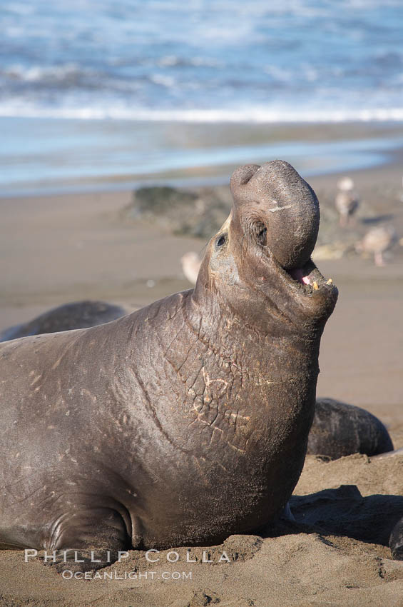 A bull elephant seal rears up on his foreflippers and bellows, warning nearby males not to enter his beach territory.  This old male shows scarring on his chest and proboscis from many winters fighting other males for territory and rights to a harem of females.  Sandy beach rookery, winter, Central California. Piedras Blancas, San Simeon, USA, Mirounga angustirostris, natural history stock photograph, photo id 15530