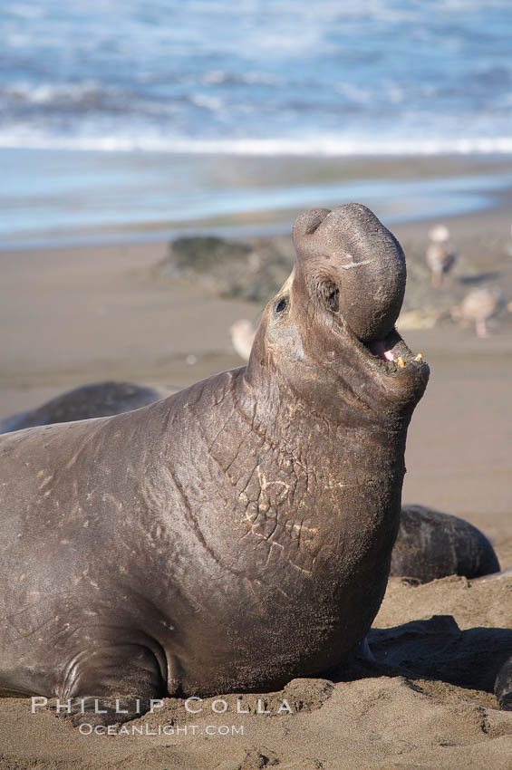 A bull elephant seal rears up on his foreflippers and bellows, warning nearby males not to enter his beach territory.  This old male shows scarring on his chest and proboscis from many winters fighting other males for territory and rights to a harem of females.  Sandy beach rookery, winter, Central California. Piedras Blancas, San Simeon, USA, Mirounga angustirostris, natural history stock photograph, photo id 15530