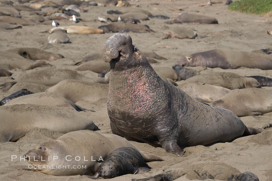 Amid females and pups, a bull elephant seal rears up on his foreflippers and bellows, warning nearby males not to enter his beach territory.  Sandy beach rookery, winter, Central California. Piedras Blancas, San Simeon, USA, Mirounga angustirostris, natural history stock photograph, photo id 15534