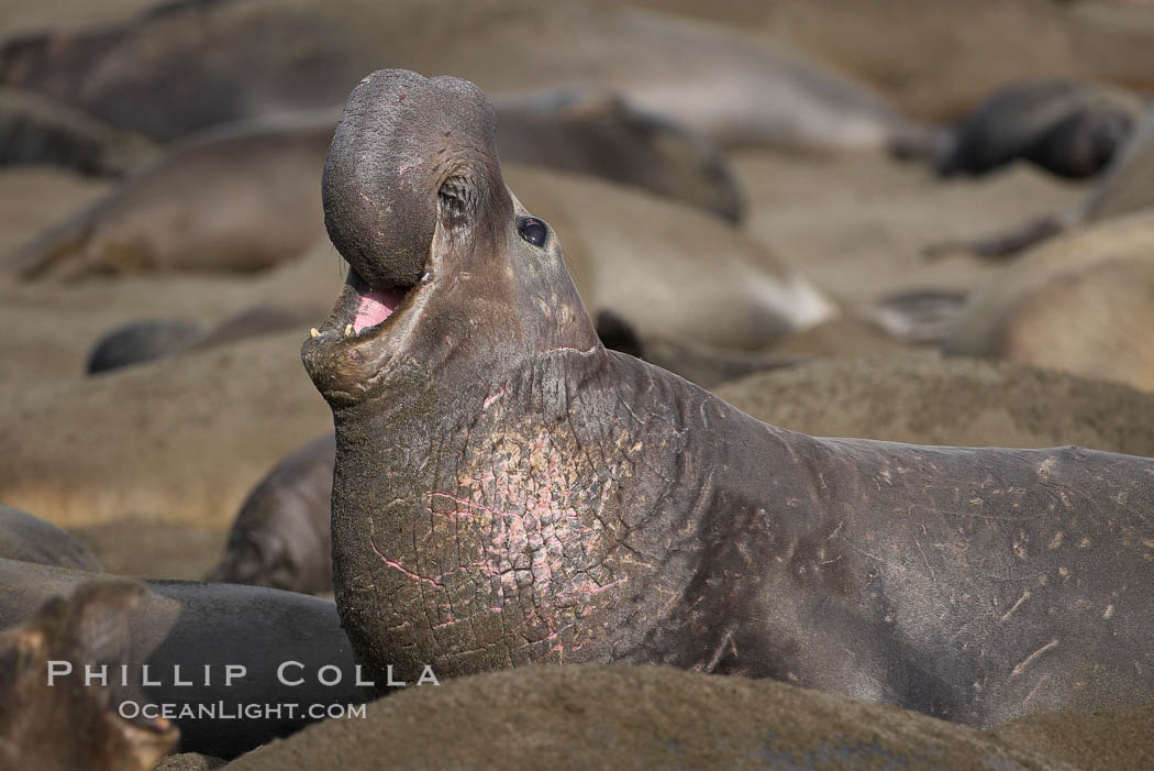 A bull elephant seal rears up on his foreflippers and bellows, warning nearby males not to enter his beach territory.  This old male shows scarring on his chest and proboscis from many winters fighting other males for territory and rights to a harem of females.  Sandy beach rookery, winter, Central California. Piedras Blancas, San Simeon, USA, Mirounga angustirostris, natural history stock photograph, photo id 15538