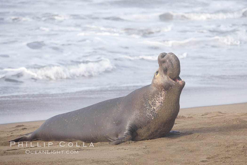 Male elephant seal rears up on its foreflippers and bellows to intimidate other males and to survey its beach territory.  Winter, Central California. Piedras Blancas, San Simeon, USA, Mirounga angustirostris, natural history stock photograph, photo id 20386