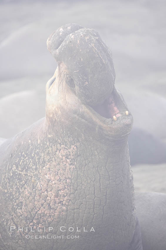 Partially obscured by coastal morning fog, this male elephant seal rears up on its foreflippers and bellows to intimidate other males and to survey its beach territory.  Winter, Central California. Piedras Blancas, San Simeon, USA, Mirounga angustirostris, natural history stock photograph, photo id 20418