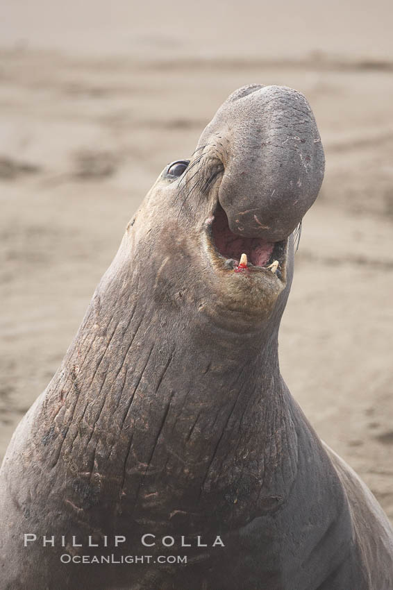 Male elephant seal rears up on its foreflippers and bellows to intimidate other males and to survey its beach territory.  Winter, Central California. Piedras Blancas, San Simeon, USA, Mirounga angustirostris, natural history stock photograph, photo id 20422