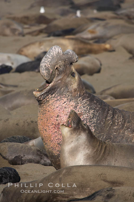 A bull elephant seal rears up on his foreflippers and bellows, warning nearby males not to enter his beach territory.  A much smaller adult female is just in front of him.  Sandy beach rookery, winter, Central California., Mirounga angustirostris, natural history stock photograph, photo id 15416