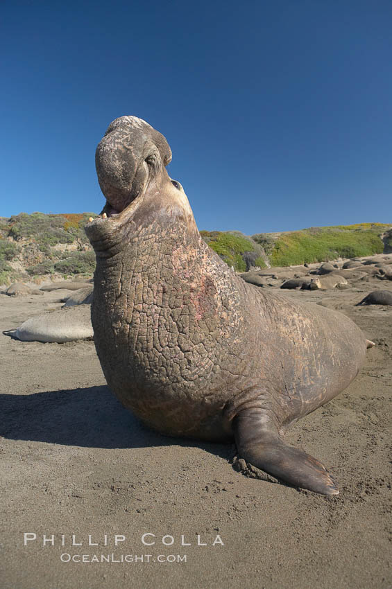 Male elephant seal rears up on its foreflippers and bellows to intimidate other males and to survey its beach territory.  Winter, Central California. Piedras Blancas, San Simeon, USA, Mirounga angustirostris, natural history stock photograph, photo id 15424