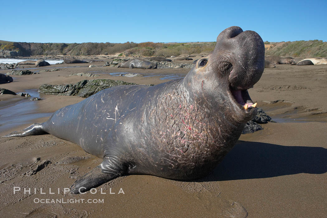 Male elephant seal rears up on its foreflippers and bellows to intimidate other males and to survey its beach territory.  Winter, Central California. Piedras Blancas, San Simeon, USA, Mirounga angustirostris, natural history stock photograph, photo id 15428