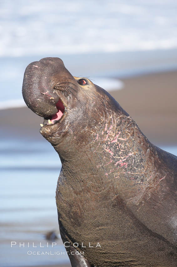 Bull elephant seal, adult male, bellowing. Its huge proboscis is characteristic of male elephant seals. Scarring from combat with other males.  Central California. Piedras Blancas, San Simeon, USA, Mirounga angustirostris, natural history stock photograph, photo id 15516