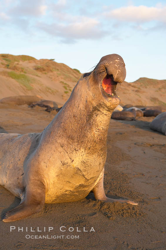 Bull elephant seal, adult male, bellowing. Its huge proboscis is characteristic of male elephant seals. Scarring from combat with other males.  Central California. Piedras Blancas, San Simeon, USA, Mirounga angustirostris, natural history stock photograph, photo id 15524
