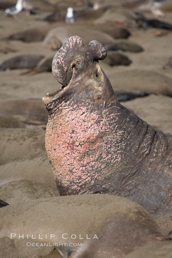 A bull elephant seal rears up on his foreflippers and bellows, warning nearby males not to enter his beach territory.  This old male shows scarring on his chest and proboscis from many winters fighting other males for territory and rights to a harem of females.  Sandy beach rookery, winter, Central California. Piedras Blancas, San Simeon, USA, Mirounga angustirostris, natural history stock photograph, photo id 15532