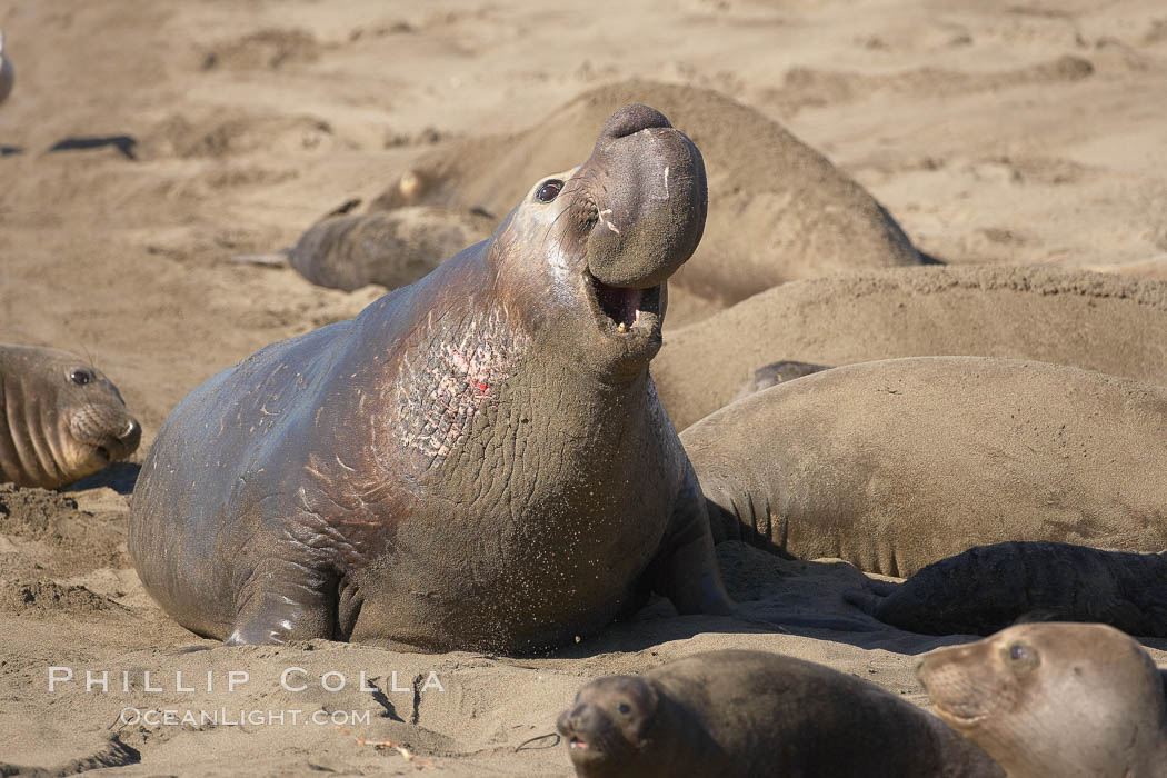 Male elephant seal rears up on its foreflippers and bellows to intimidate other males and to survey its beach territory.  Winter, Central California. Piedras Blancas, San Simeon, USA, Mirounga angustirostris, natural history stock photograph, photo id 20384