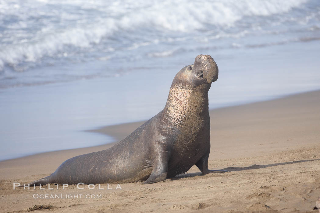 Male elephant seal rears up on its foreflippers and bellows to intimidate other males and to survey its beach territory.  Winter, Central California. Piedras Blancas, San Simeon, USA, Mirounga angustirostris, natural history stock photograph, photo id 20396